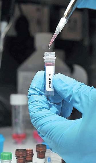 Virus della febbre suina (A H1N1) analizzato in laboratorio; fonte Neal