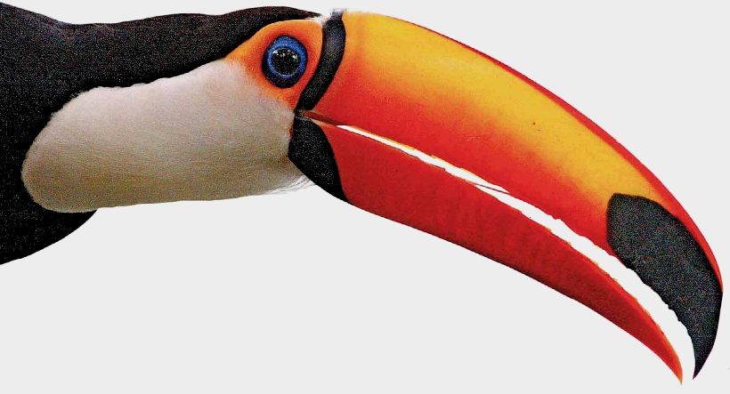 "Mutazione selettiva darwiniana" del becco del tucano: colore e forma per modulare meglio il flusso di sangue e controllare la temperatura corporea?!