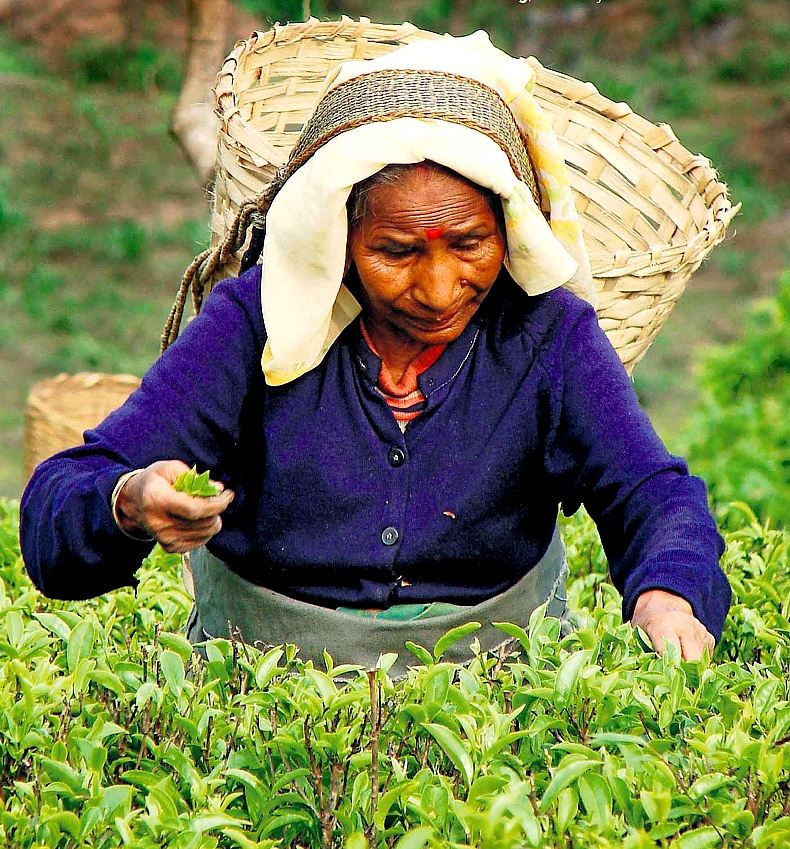 Colline di Darjeeling (India del nord): il miglior t  coltivato "a mano"