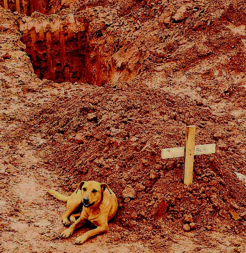 Cane "veglia" la sua padrona sepolta, uccisa dal tragico "diluvio-smottamento-inondazione di Rio" (Brasile); fonte Wilton