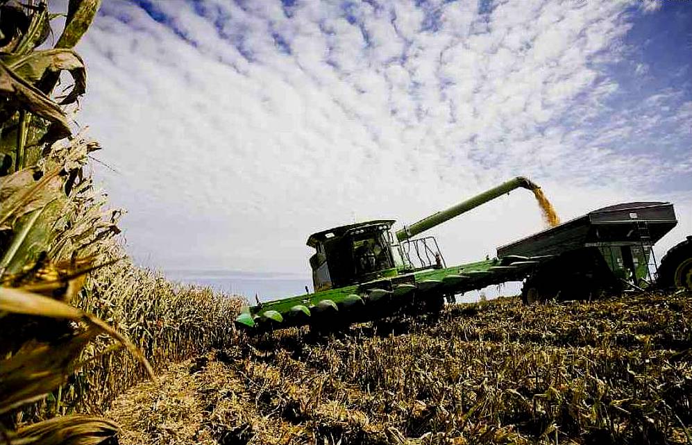 Raccolto di miglio, per la produzione di etanolo (combustibile "ecologico")