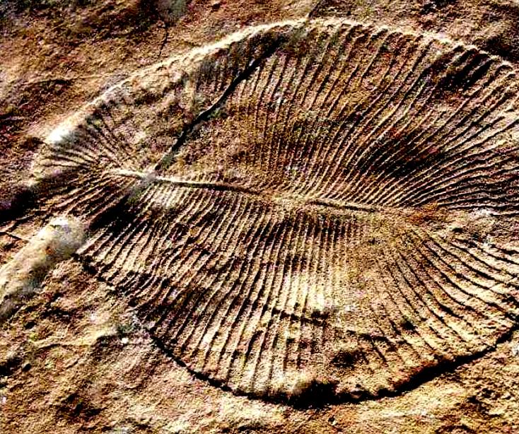 organismo fossile "Dickinsonia costata", di 560 milioni di anni...  fra i primi organismi multicellulari