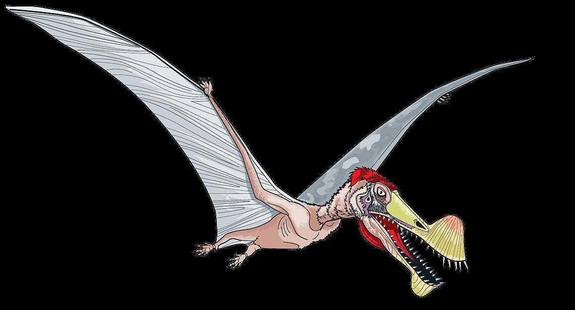 disegno (da fossile) di Pterosauro Tropeognathus mesembrinus, di 110 milioni di anni fa', apertura d'ali di 9 metri