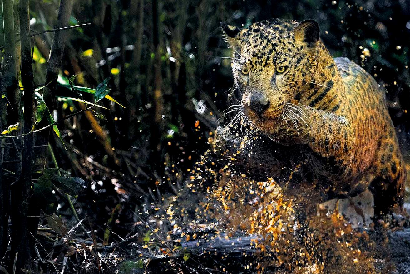 leopardo "pesca" in uno stagno; fonte Kevin Bruce