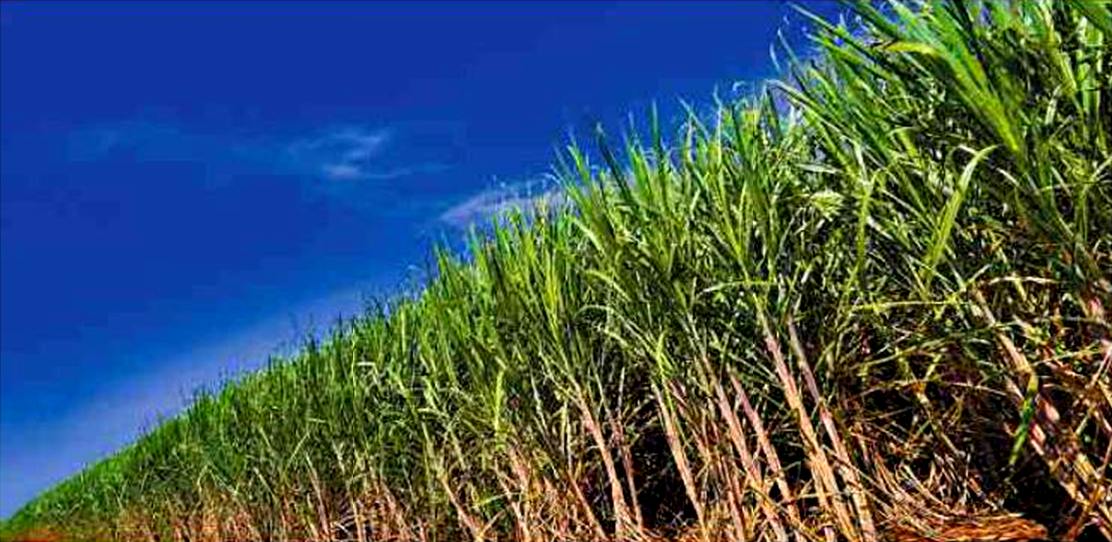 raccolto record, in America Latina, di canna da zucchero per la produzione del combustibile etanolo