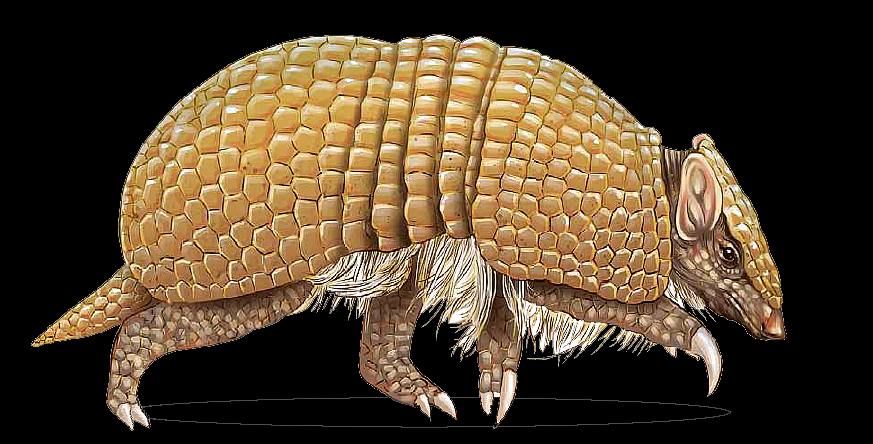 Dasypus novemcinctus... Armadillo