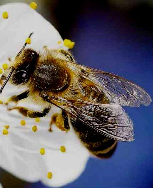 sopravvivenza delle api "termometro" del grado di inquinamento