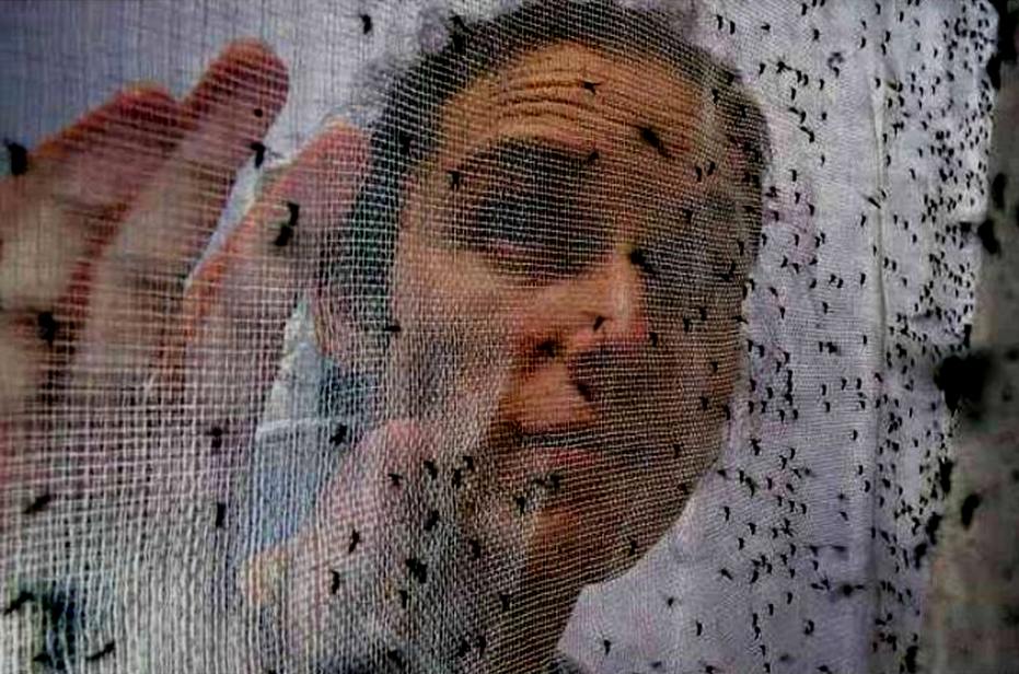 biologa davanti a zanzare transgeniche create per combattere il virus Zika; fonte FP