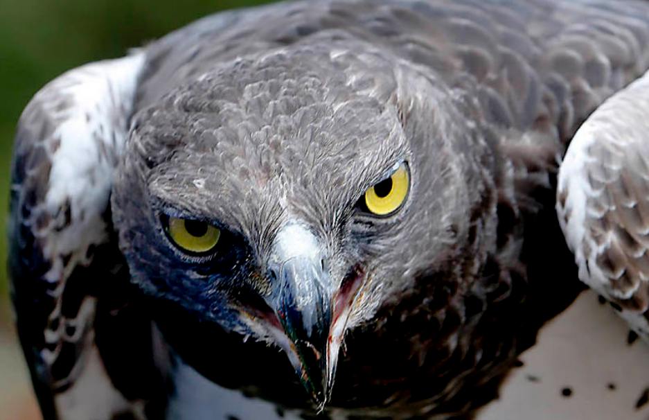 Aquila Marziale (Polemtus Bellicosus)