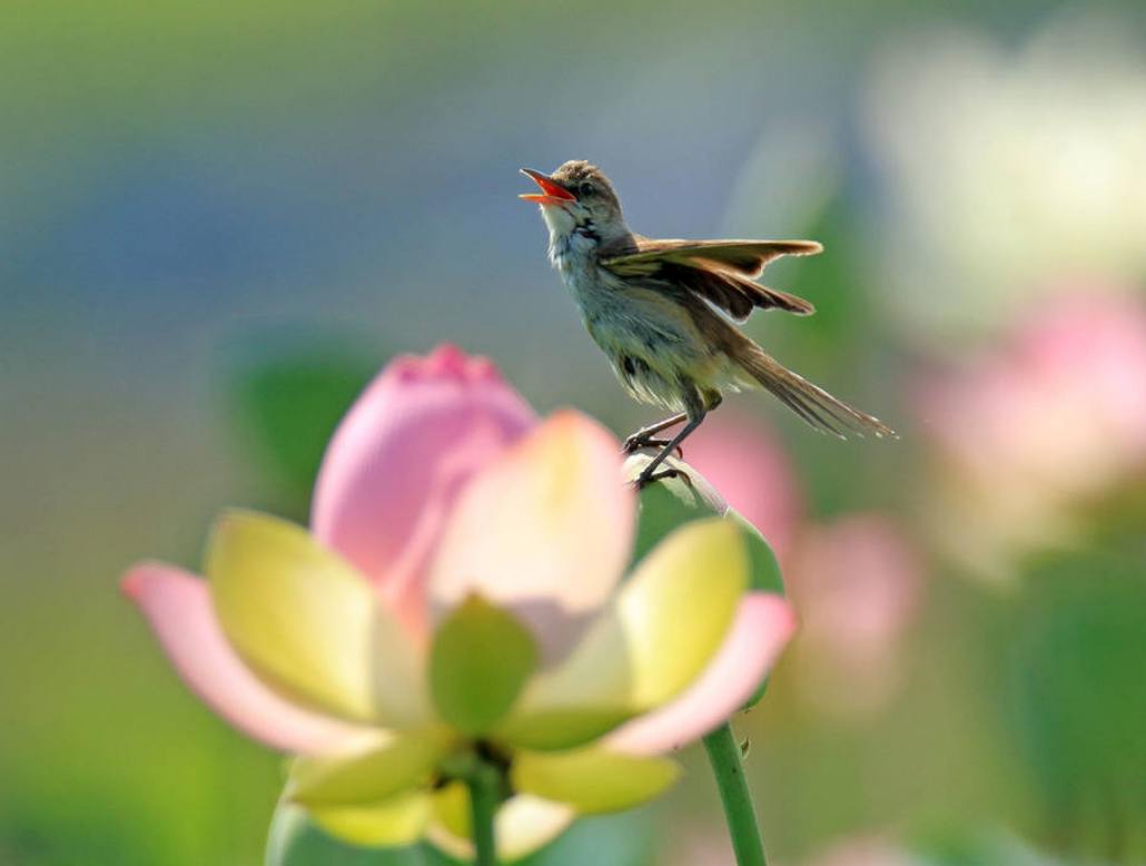 su un fiore di loto in Corea Del Sud