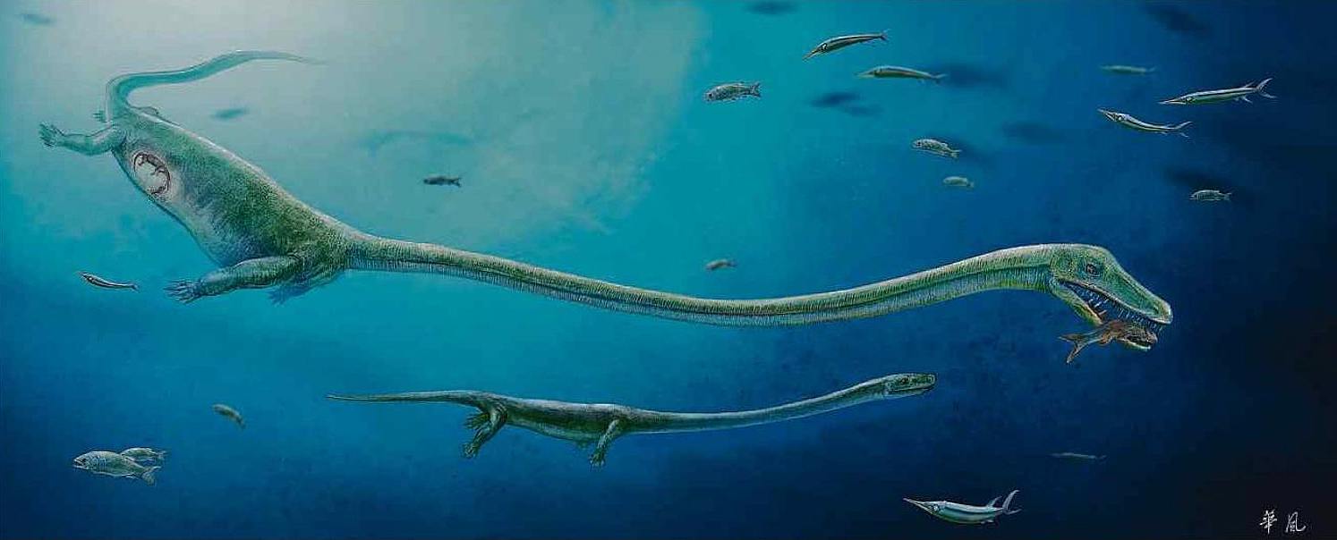 disegno del Dinocephalosaurus, rettile marino viviparo, vissuto 245 milioni di anni fa' in oriente; fonte Reuters