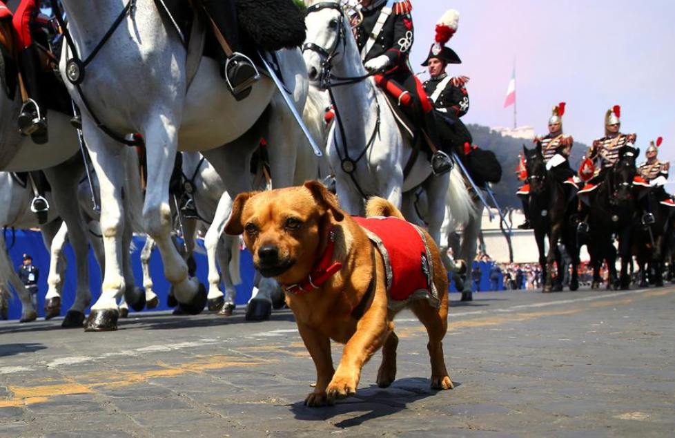 Briciola, la mascotte del carabinieri alla parata del 2 giugno