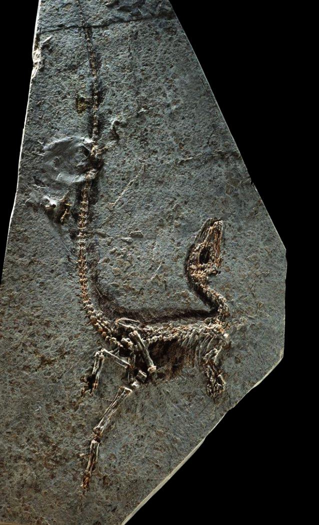 Sinosauropteryx prima